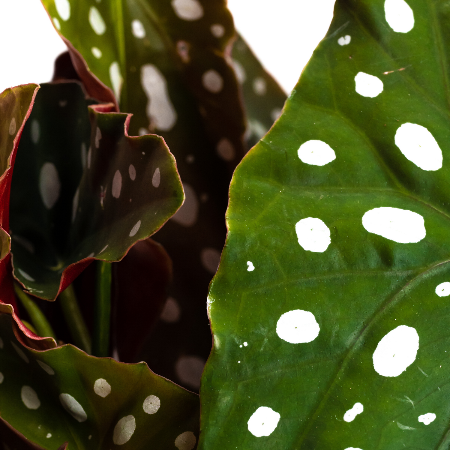 Begonia