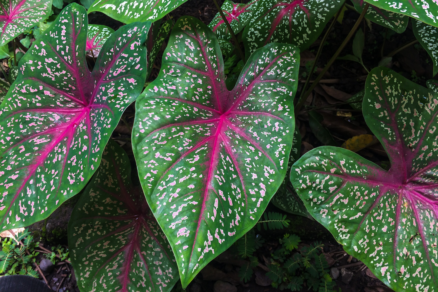 Caladium