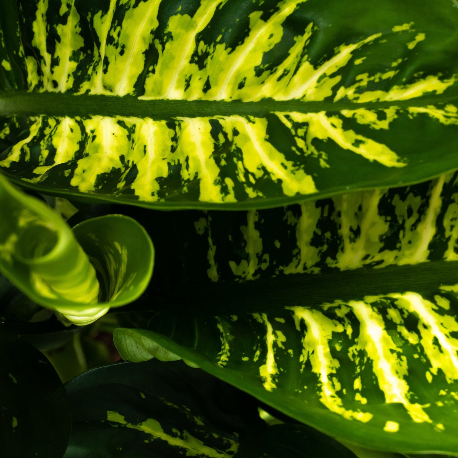 Dieffenbachia - Dau