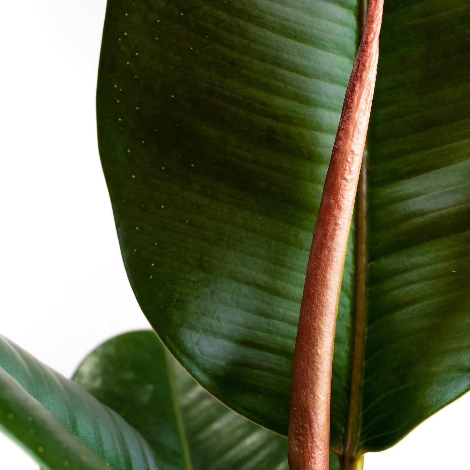 Ficus - Dau