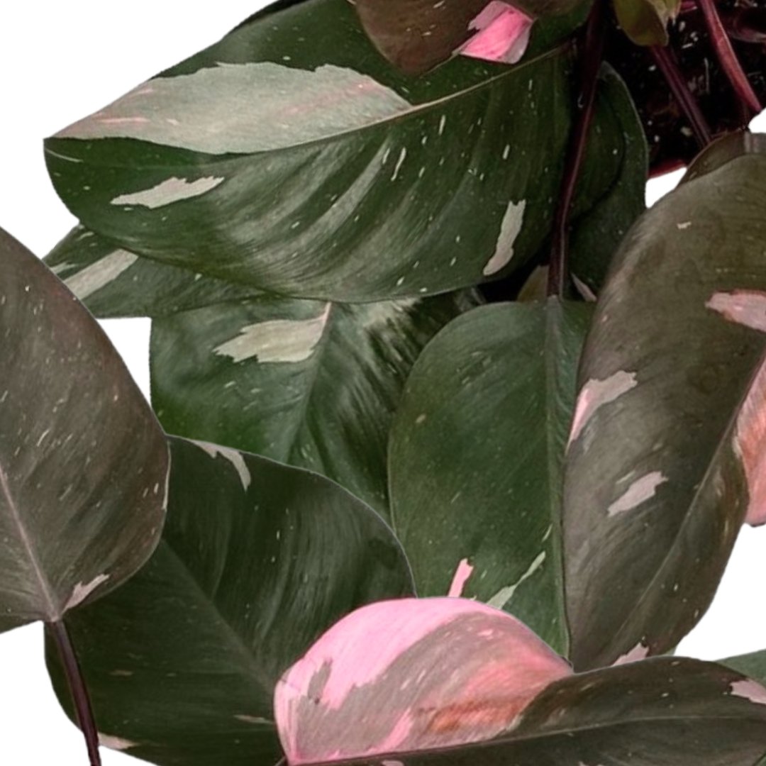 Philodendron - Dau
