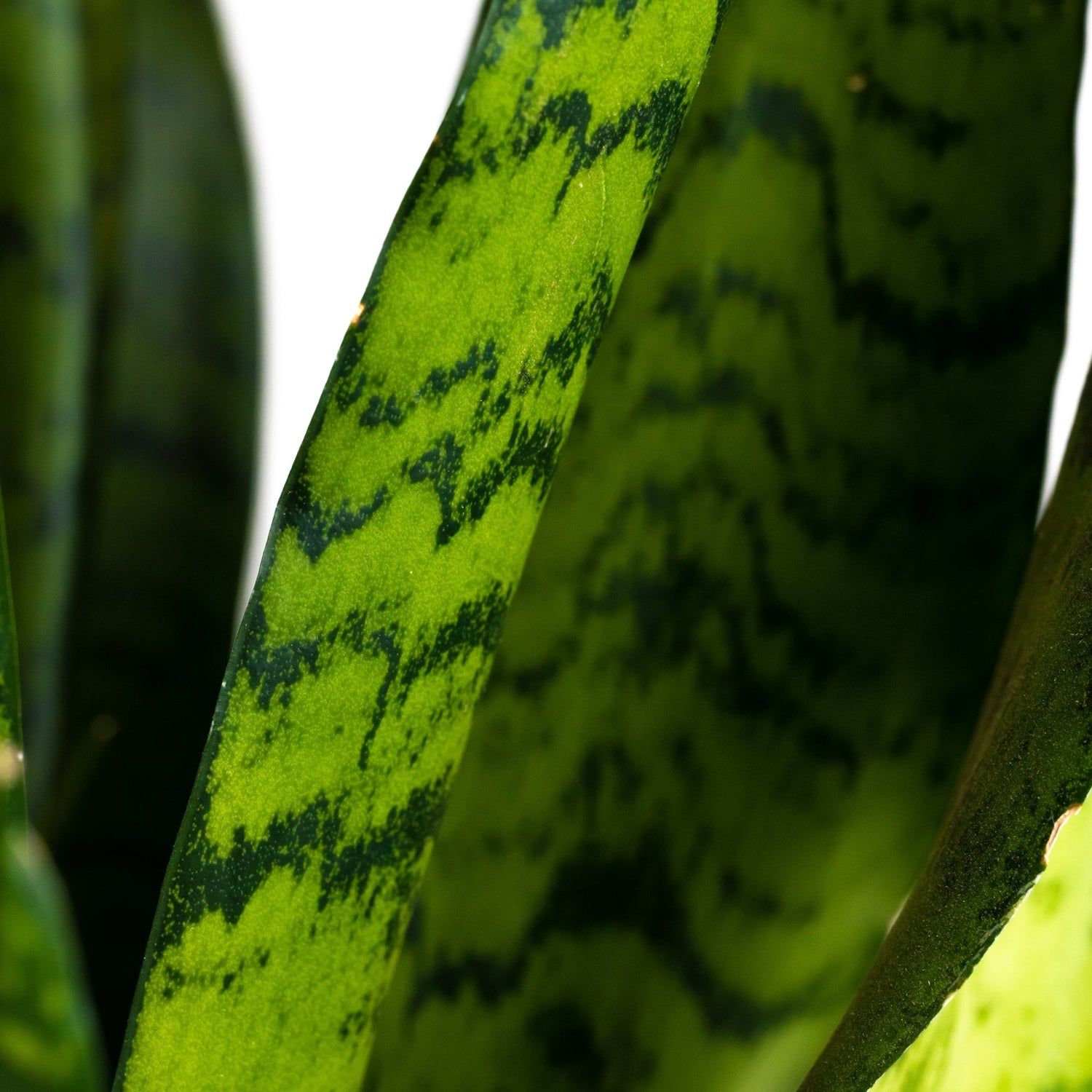 Sansevieria | Vrouwentong - Dau