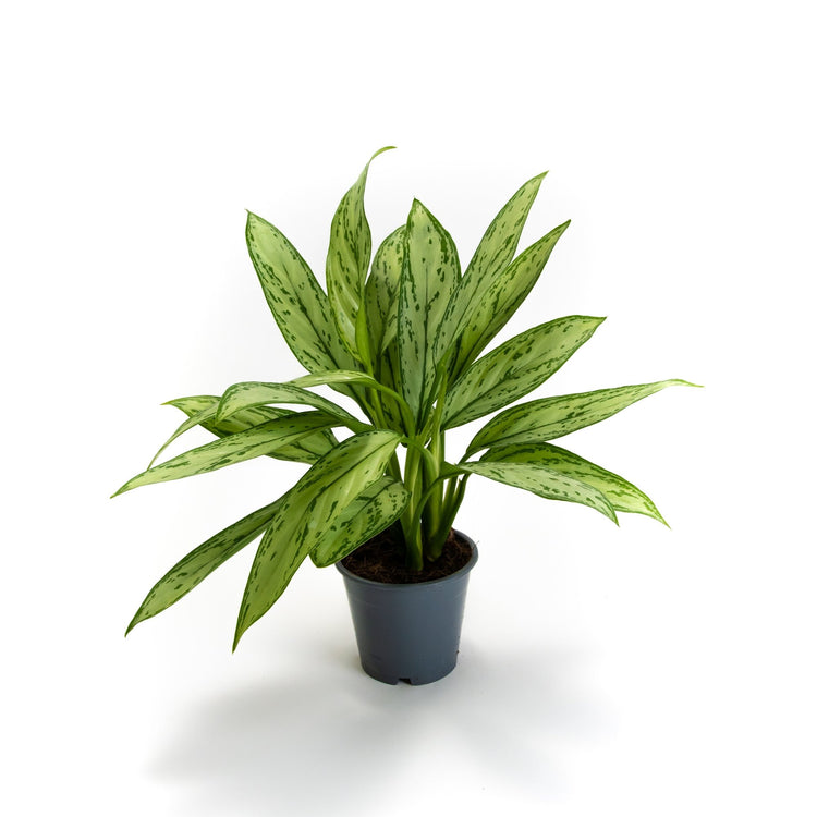 #product-name# - #shop-name#