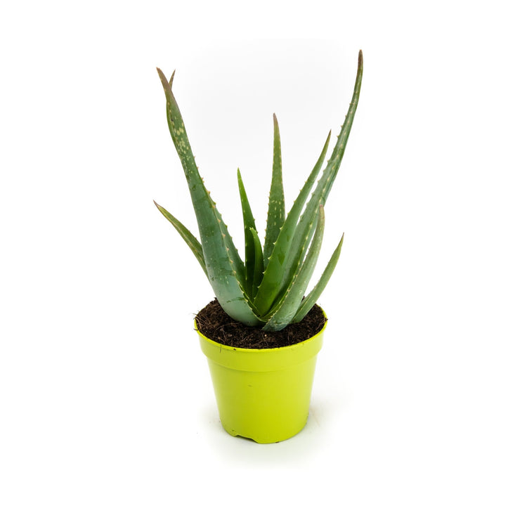 #product-name# - #shop-name#