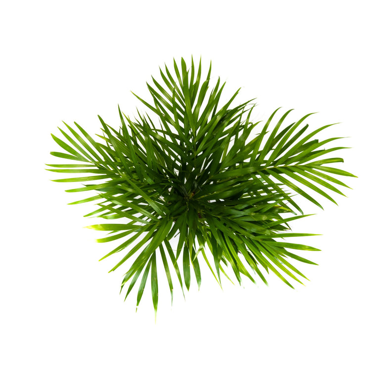 #product-name# - #shop-name#