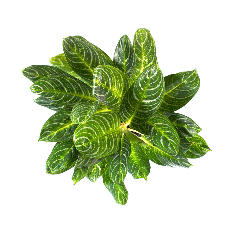 #product-name# - #shop-name#