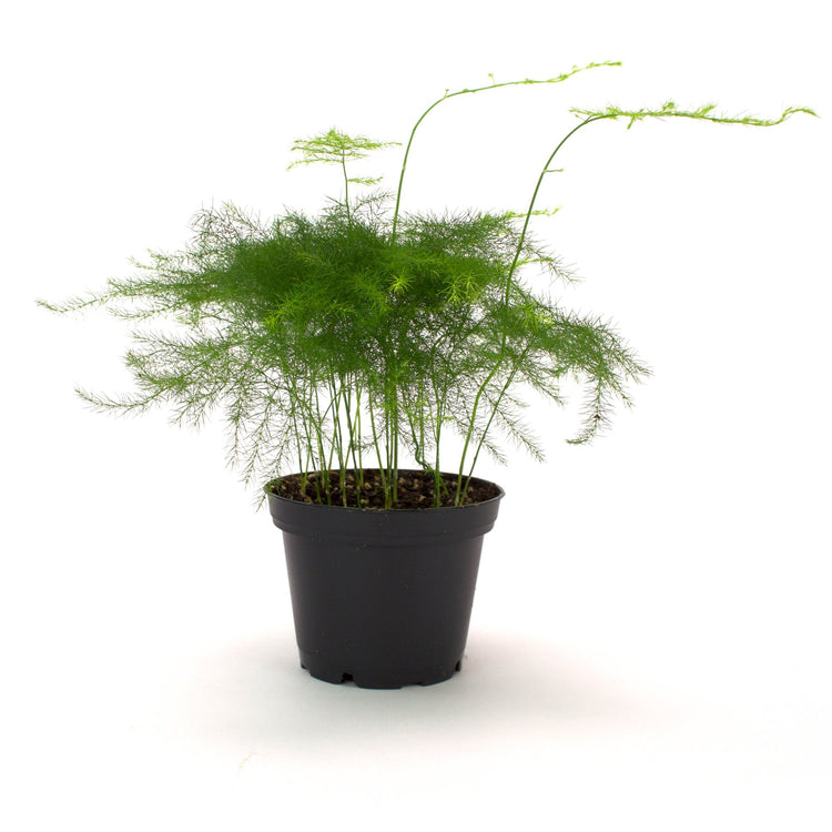#product-name# - #shop-name#