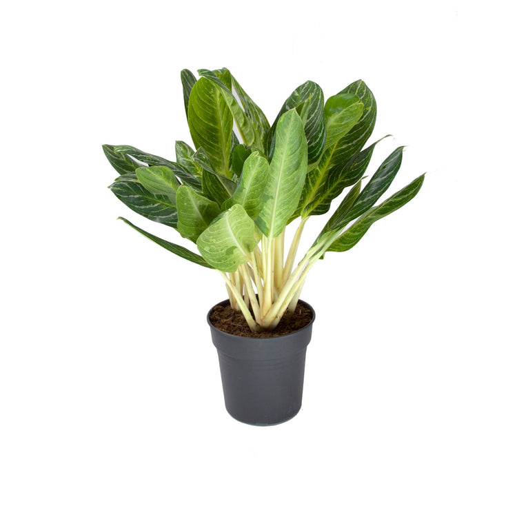 #product-name# - #shop-name#