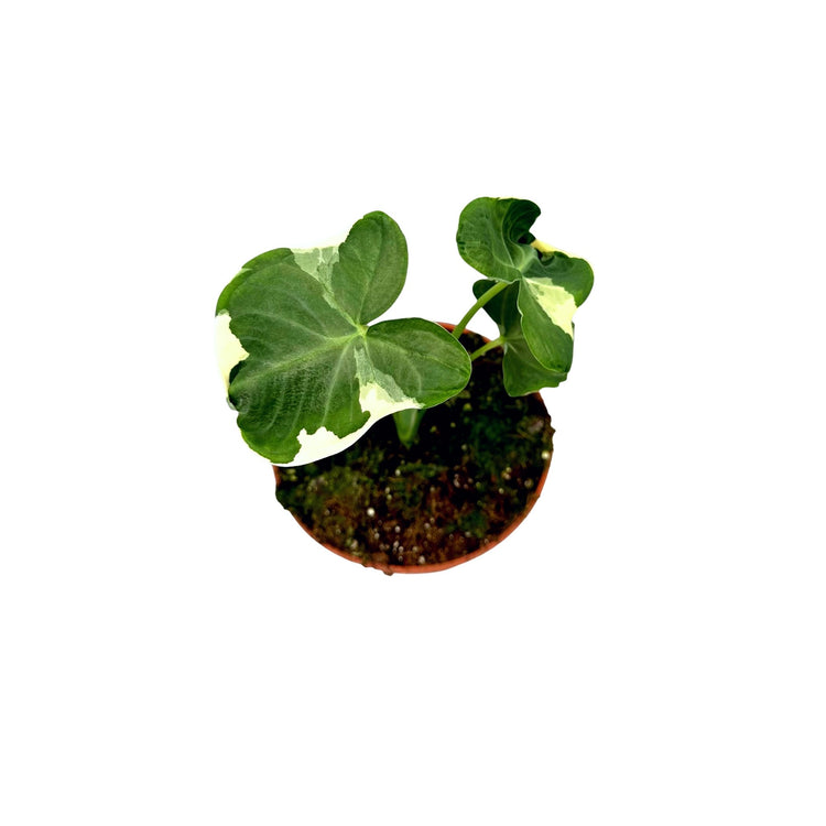 #product-name# - #shop-name#