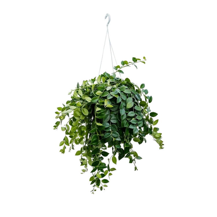 #product-name# - #shop-name#
