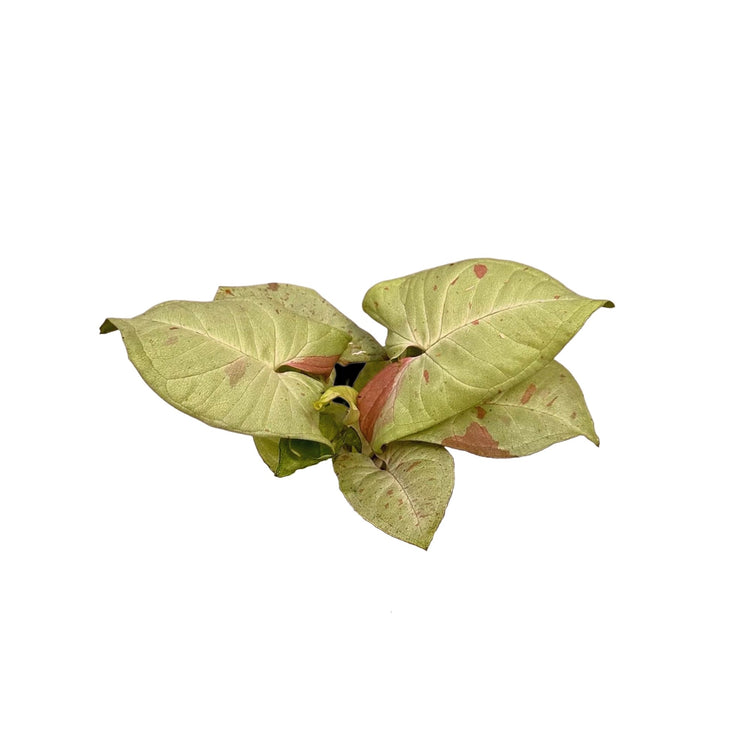 #product-name# - #shop-name#