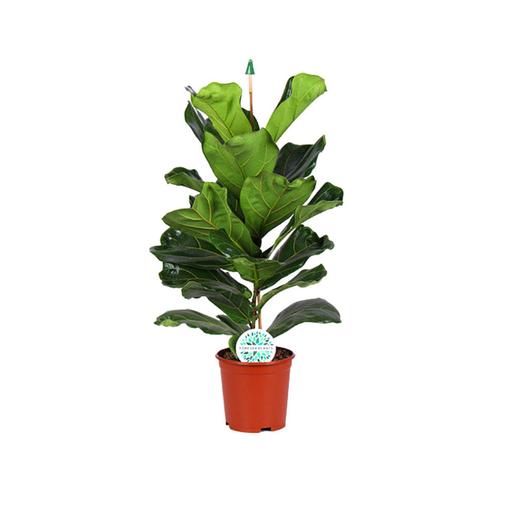 #product-name# - #shop-name#