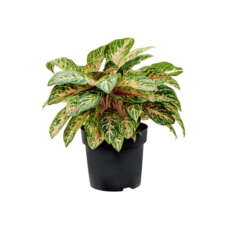 #product-name# - #shop-name#