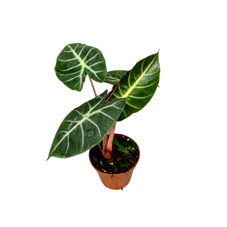 #product-name# - #shop-name#