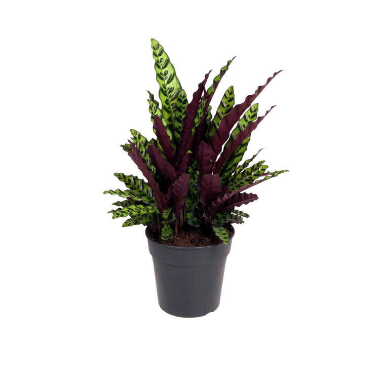 #product-name# - #shop-name#
