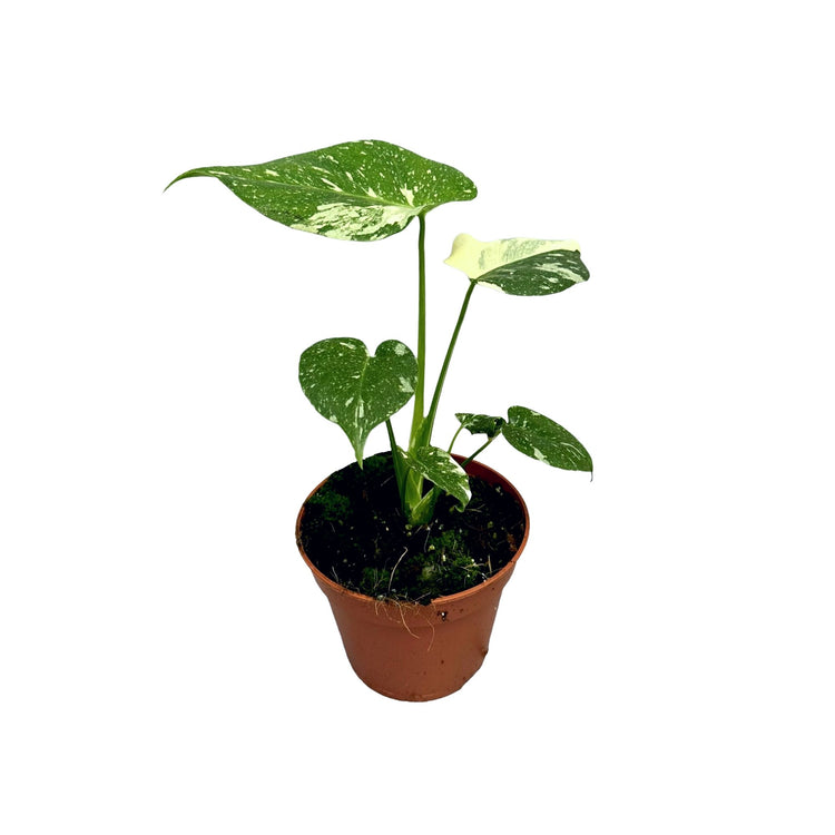 #product-name# - #shop-name#