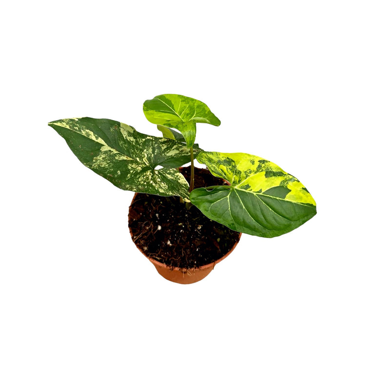 #product-name# - #shop-name#