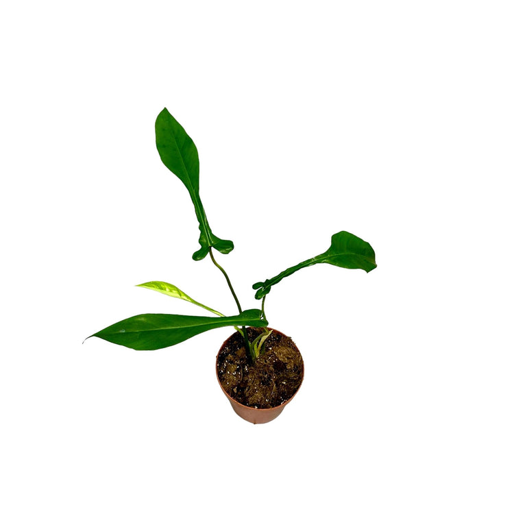 #product-name# - #shop-name#