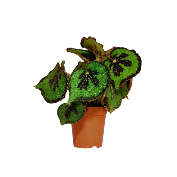 #product-name# - #shop-name#