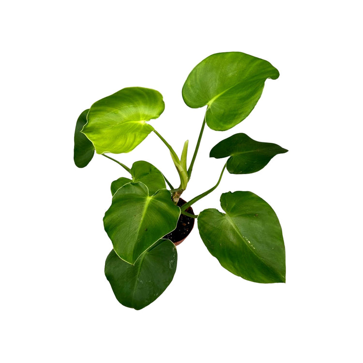 #product-name# - #shop-name#