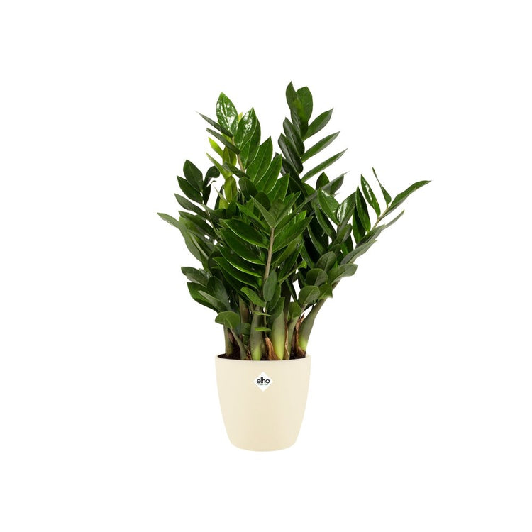 #product-name# - #shop-name#