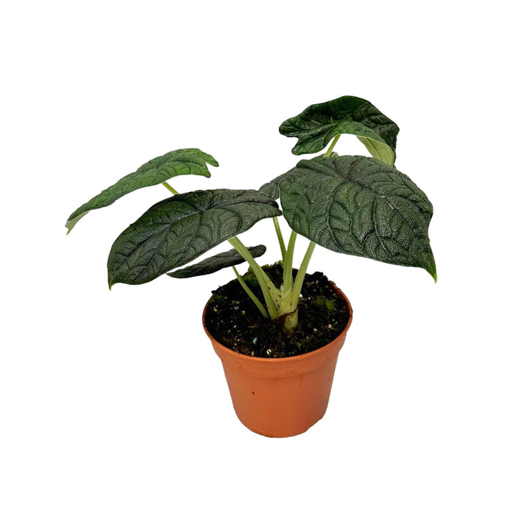 #product-name# - #shop-name#