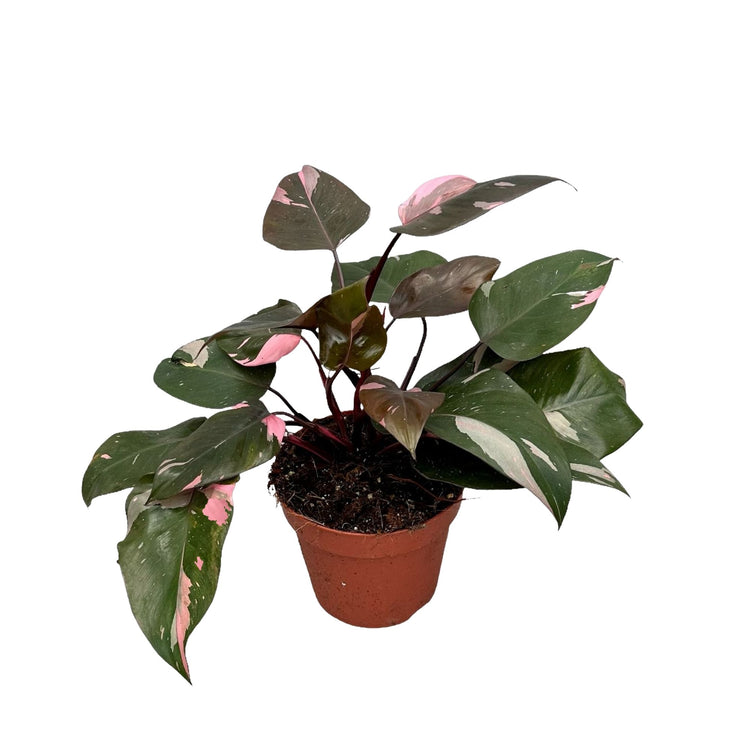 #product-name# - #shop-name#