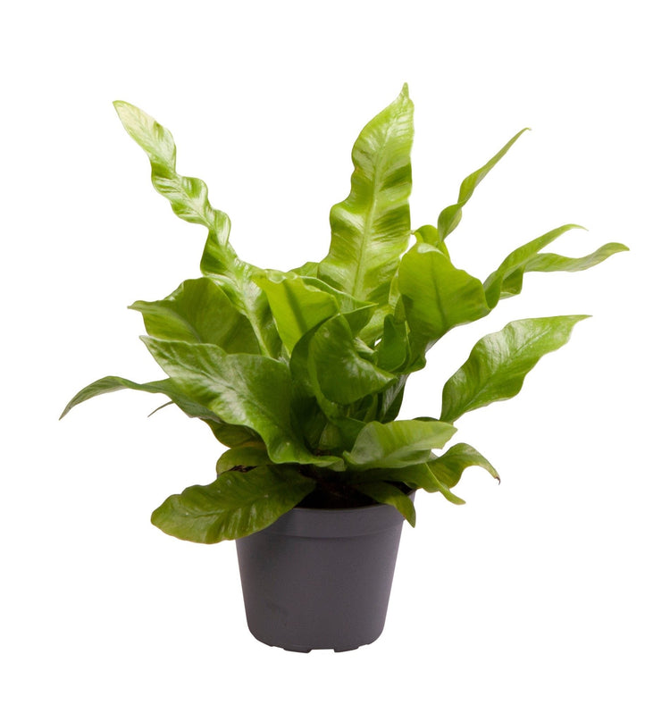 #product-name# - #shop-name#