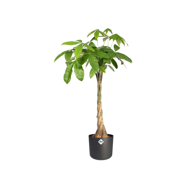 #product-name# - #shop-name#