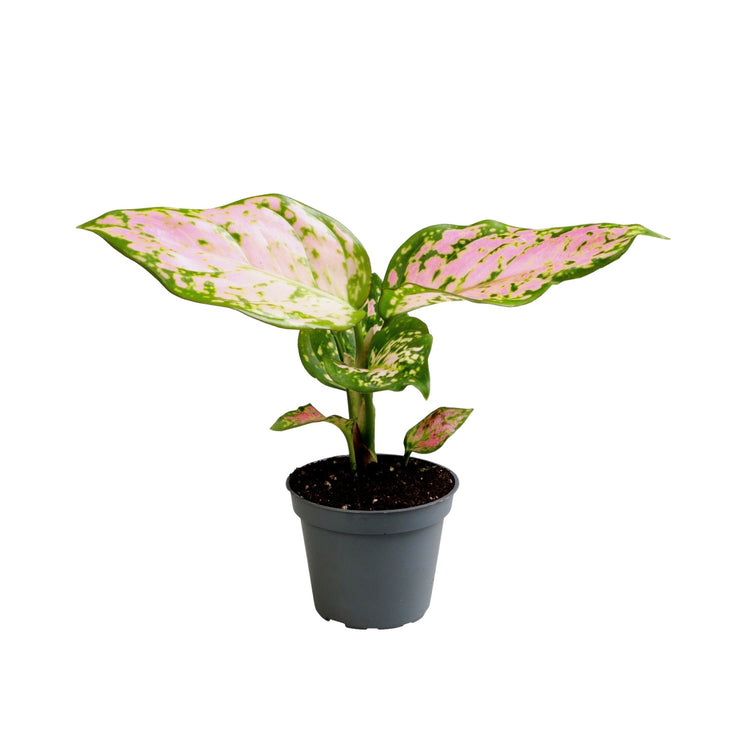 #product-name# - #shop-name#