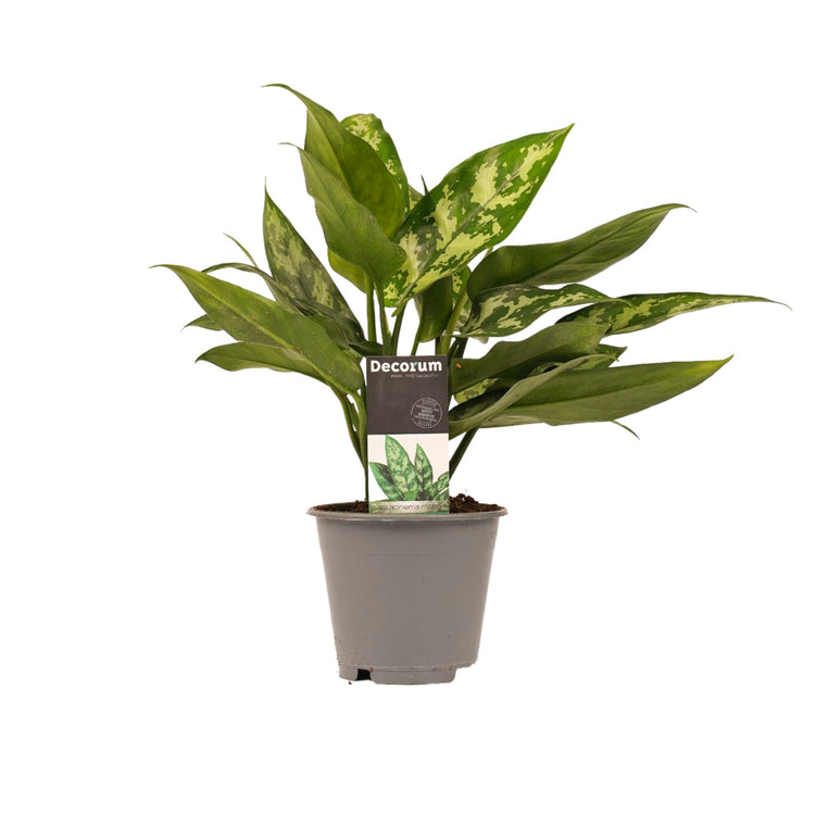 #product-name# - #shop-name#