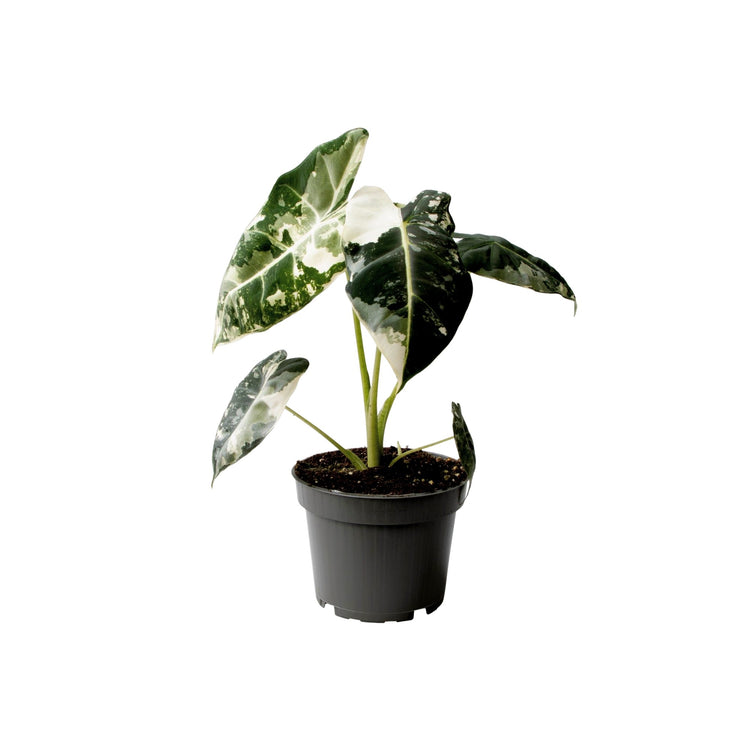 #product-name# - #shop-name#