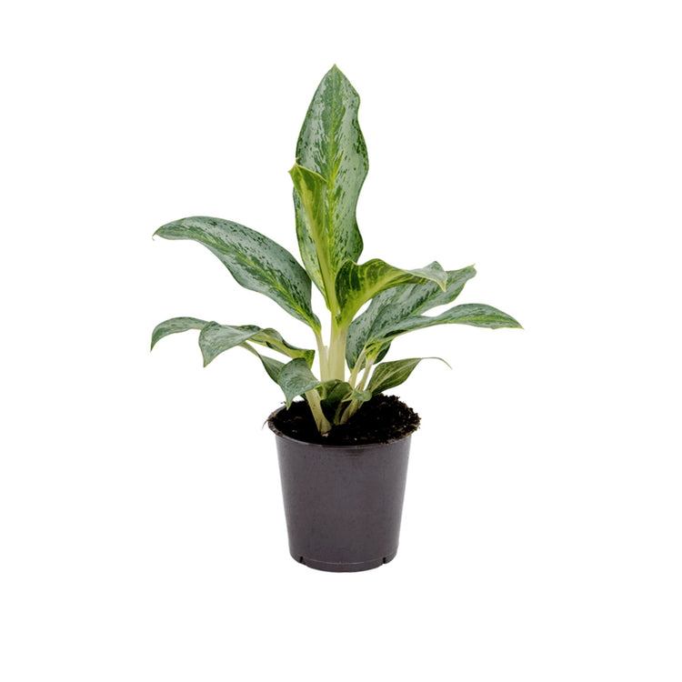 #product-name# - #shop-name#