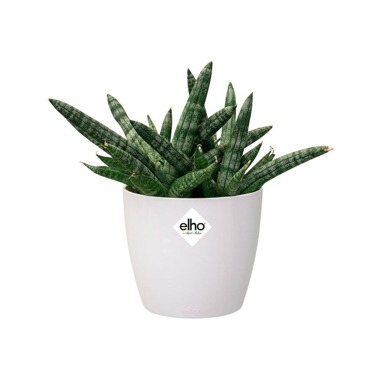 #product-name# - #shop-name#