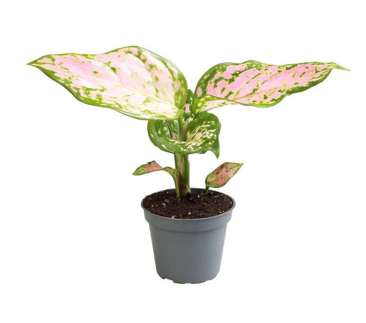#product-name# - #shop-name#