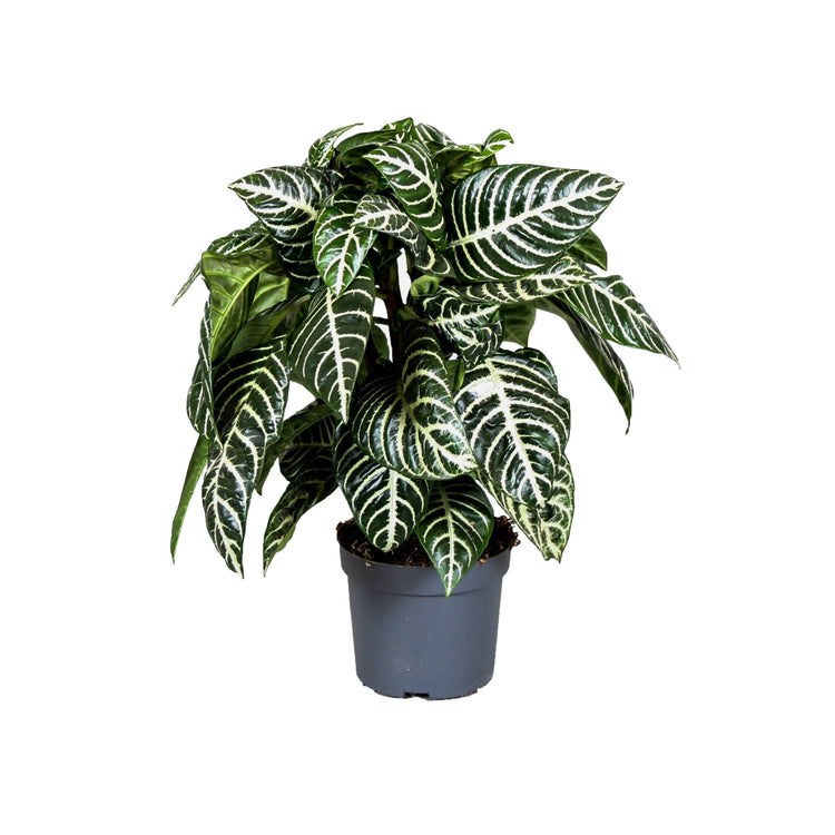 #product-name# - #shop-name#