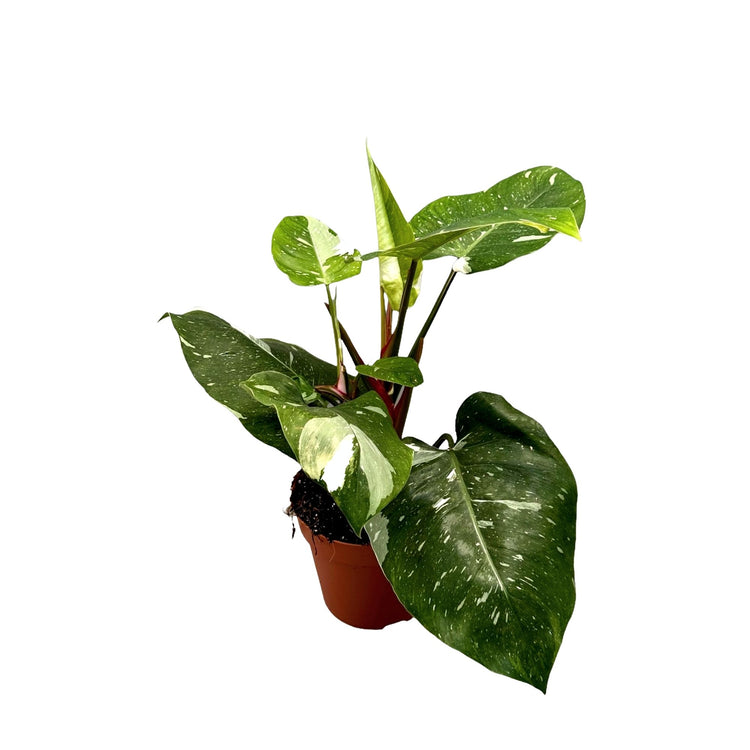 #product-name# - #shop-name#