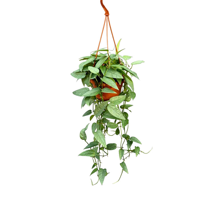 #product-name# - #shop-name#