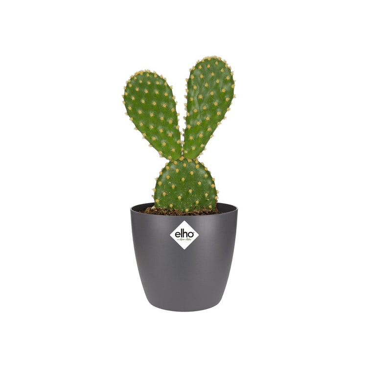 #product-name# - #shop-name#
