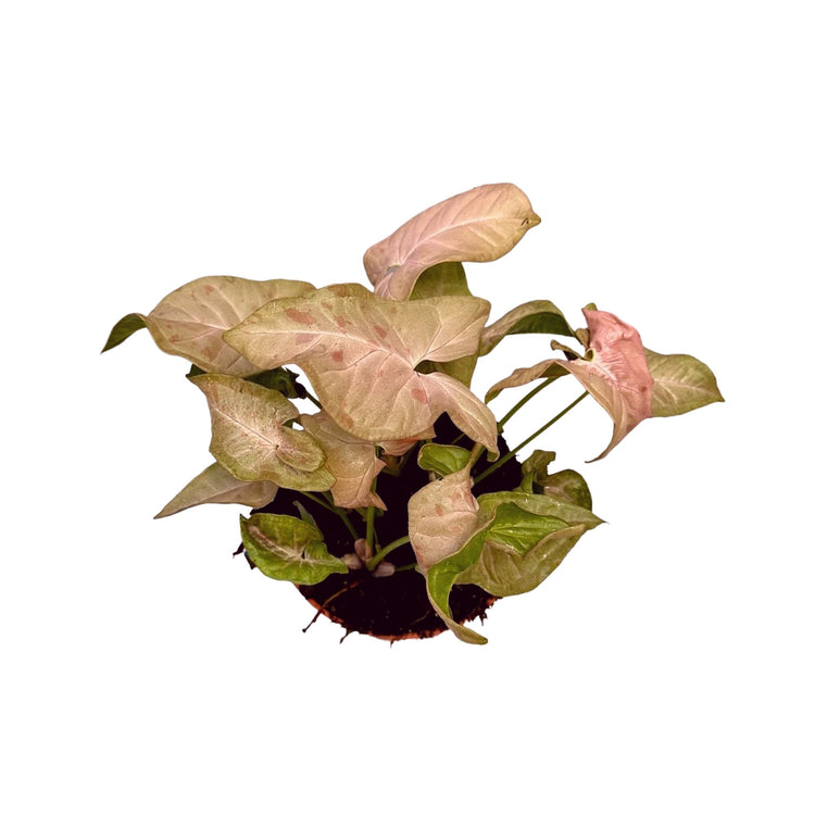 #product-name# - #shop-name#