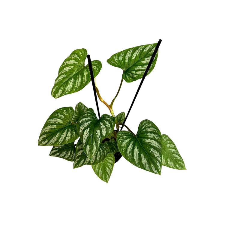 #product-name# - #shop-name#