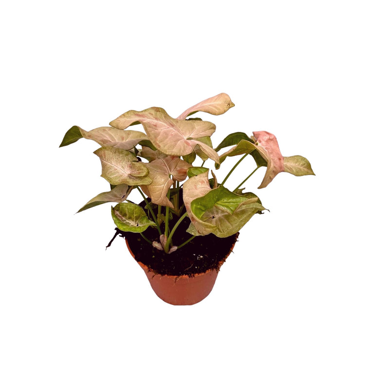 #product-name# - #shop-name#