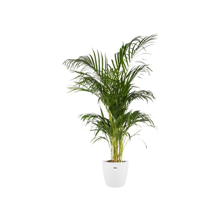 #product-name# - #shop-name#