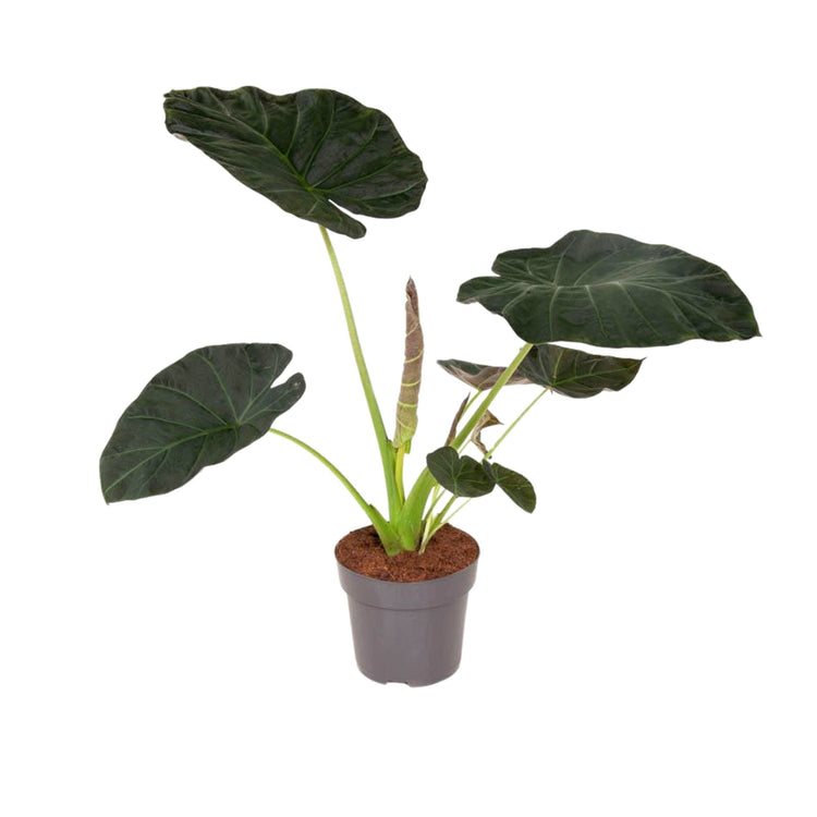 #product-name# - #shop-name#