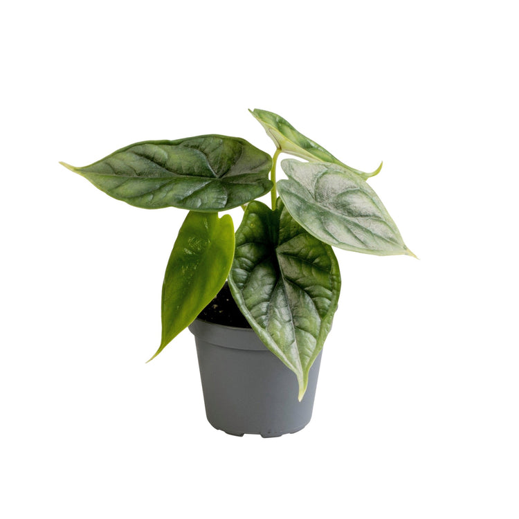 #product-name# - #shop-name#