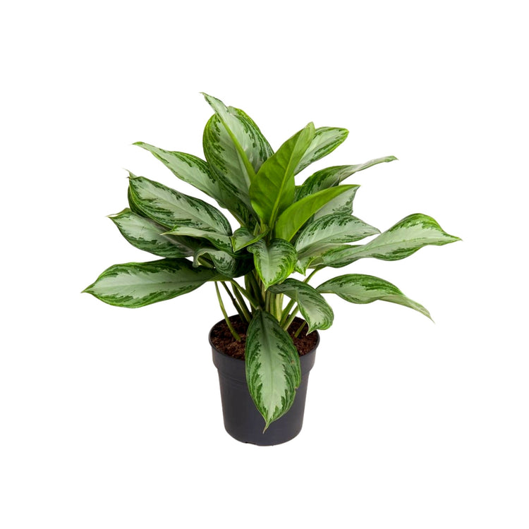 #product-name# - #shop-name#