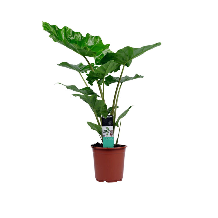 #product-name# - #shop-name#
