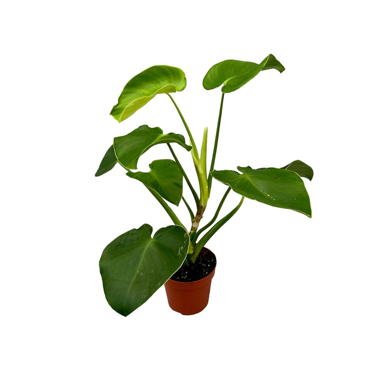 #product-name# - #shop-name#