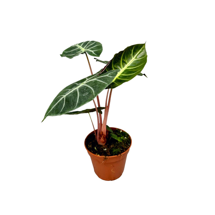 #product-name# - #shop-name#