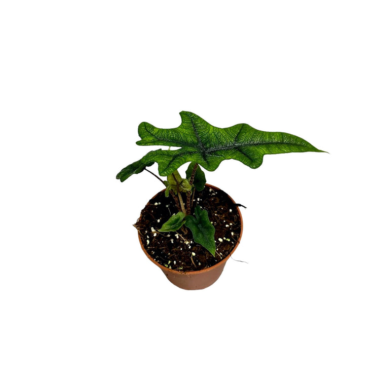 #product-name# - #shop-name#